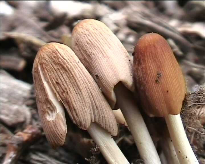 Coprinus auricomus     4. 5. 2004